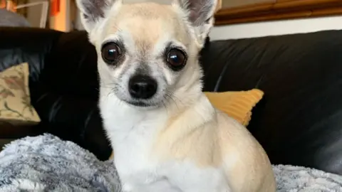 Shirley Harvey Lady the Chihuahua looking into the camera