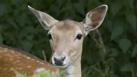 BBC Fallow deer