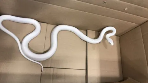 Northumbria Police Albion snake