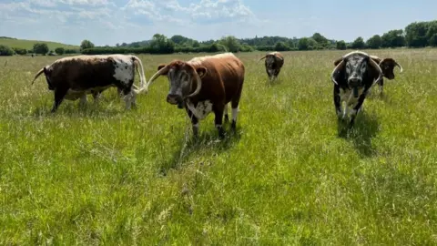 English Longhorns in a field on the estate