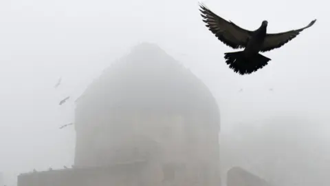 AFP File image of a pigeon in New Delhi