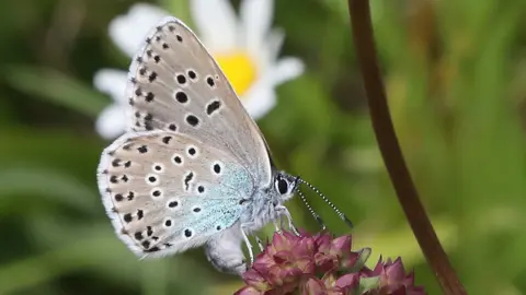 Jeremy Thomas A large blue butterfly laying eggs