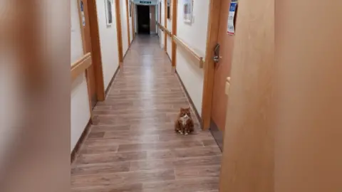 Rudolph Cardinal Henry the cat at Addenbrooke's Hospital