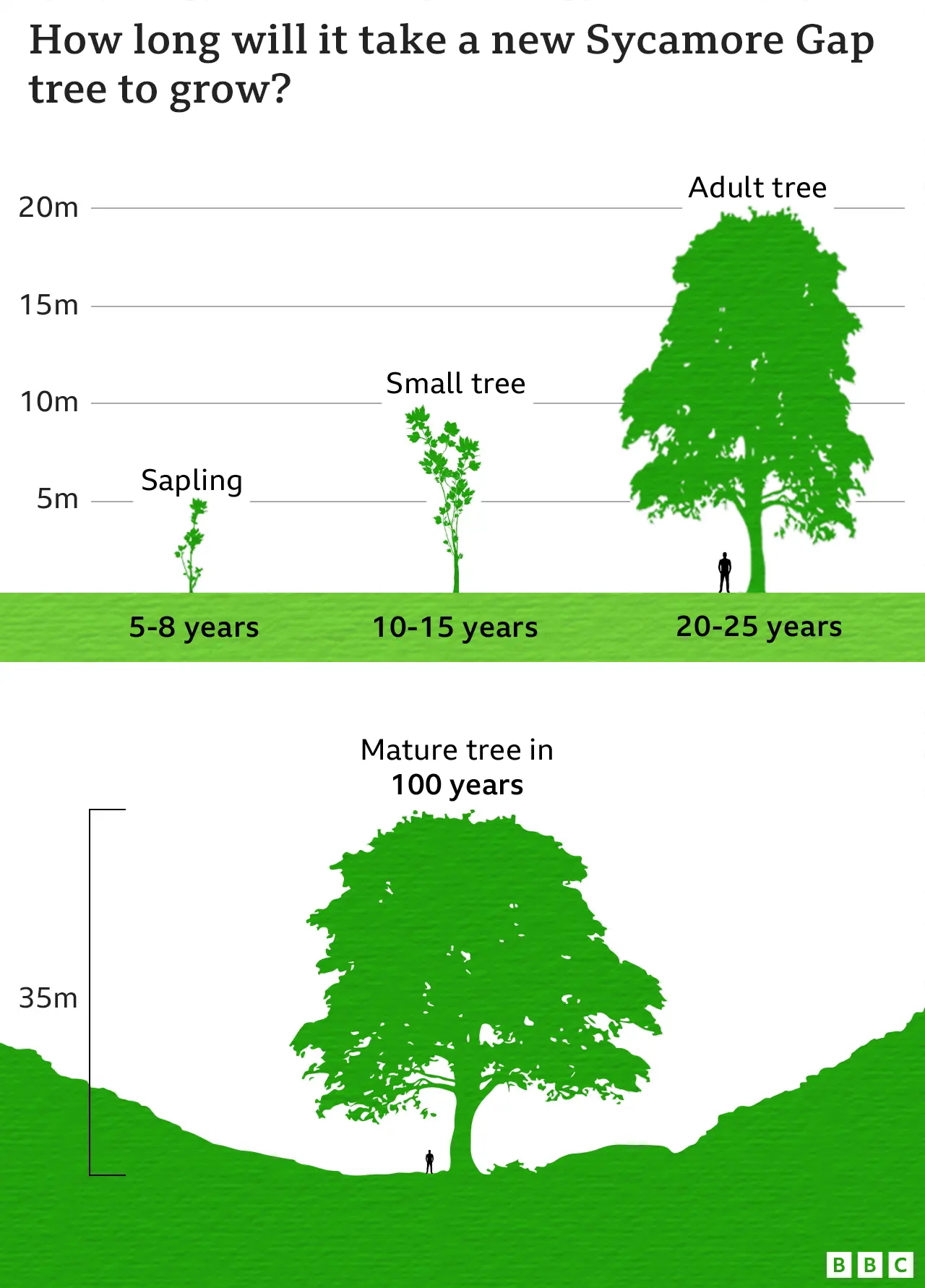 Sycamore Gap: New life springs from rescued tree