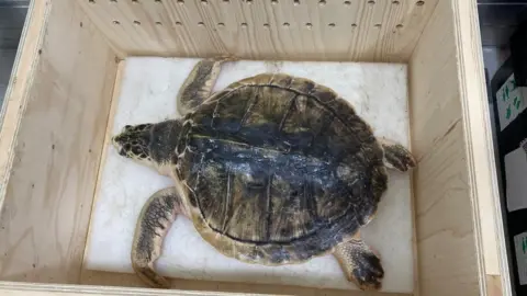 Anglesey Sea Zoo Tally the turtle in a crate