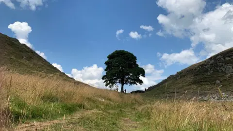 LDRS Sycamore Gap tree before it was chopped down