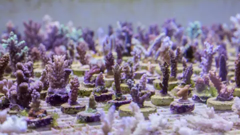 Nathalie Bertrams An underwater coral farm