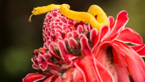Getty Images An eyelash viper