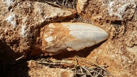 WA GOVERNMENT The Megalodon tooth before it was stolen
