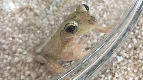 RSPCA Tree frog