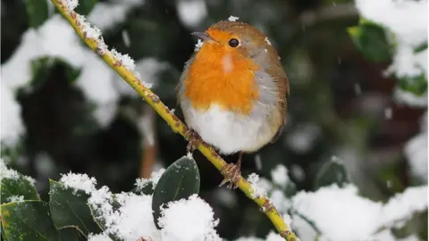 Weather Watchers/Cheslyn Phil Robin, Great Wyrley, Staffordshire