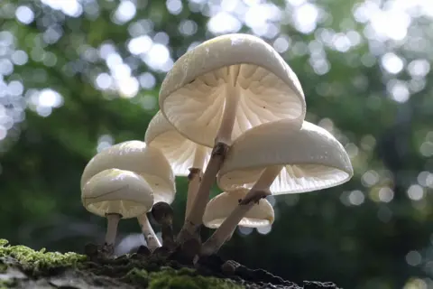 Steve Jolley Toadstools
