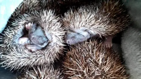 BBC Hoglets