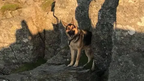 Patterdale Mountain Rescue Team The Alsatian