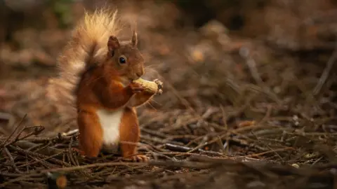 BBC/Tony Jolliffe a red squirrel eating some corn in a forest