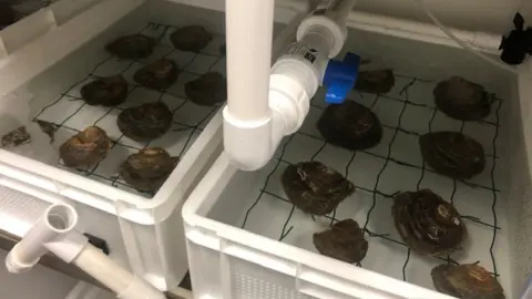 Blue Marine Foundation Oysters in plastic trays