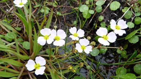 Stephen Parker Lesser Water Plantain (Baldellia ranunculoides) found on Somerset Levels