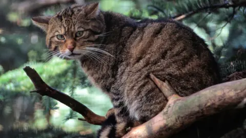 NatureScot Scottish wildcat