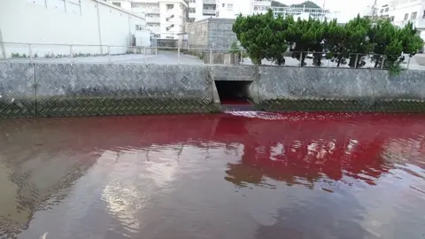 Japan: Okinawa port turns blood red after beer factory leak