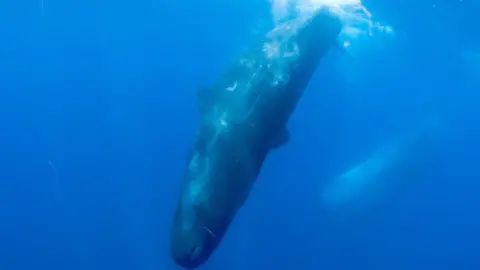 Reuters Sperm whales diving into the sea