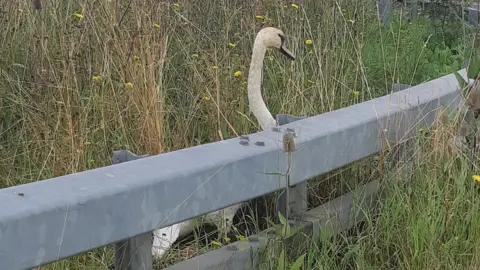 Cambridgeshire Constabulary  Swan