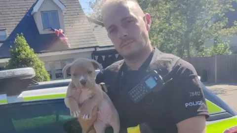 Essex Police Stolen puppy found