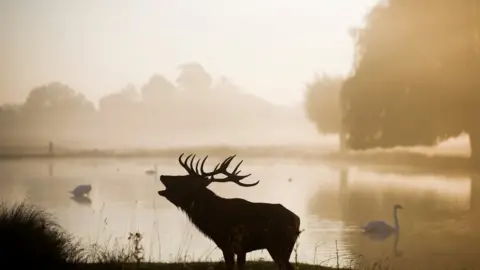 Reuters Deer