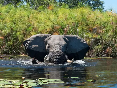 Getty Images African elephant taking a bath in the wetlands of the Okavango Delta