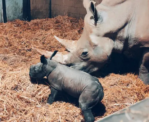 PA/Zoological Society of East Anglia The white rhino calf with its mother