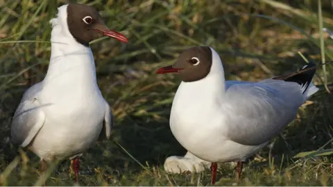 Getty Images Black-headed gulls