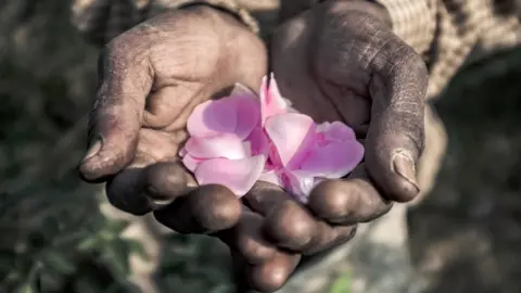 BBC Petals held in hands