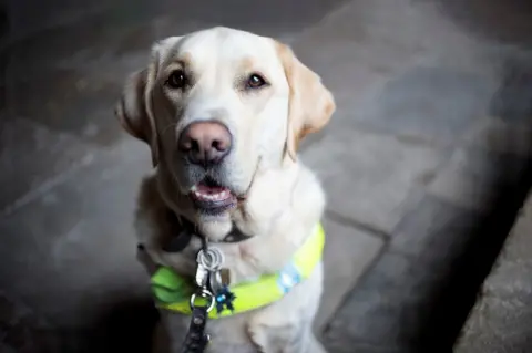 Rachael Andrews Rachael Andrews's guide dog Ajay