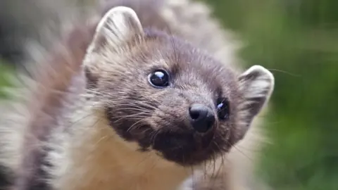 Getty Images A pine marten