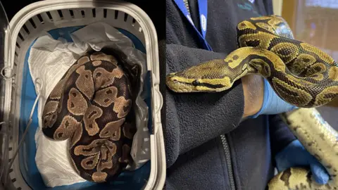 RSPCA Snake