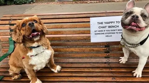 ScLT dogs on bench