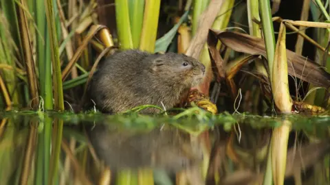 Terry Whittaker 2020VISION Water Vole at Woodhall Estate