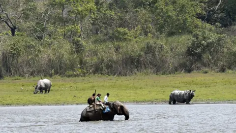 Rhino Census In India's Kaziranga Park Counts 12 More