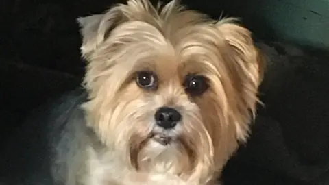 Pet Blood Bank Bridget the shorkie