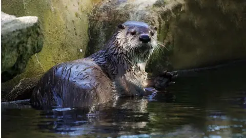 Getty Images river otter