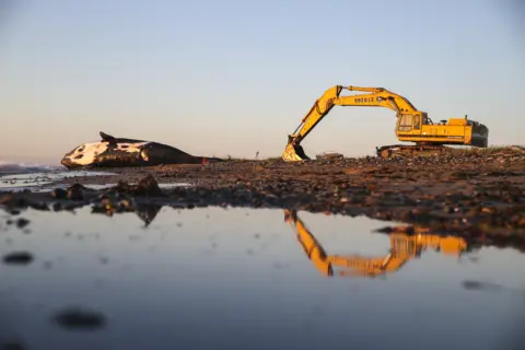 Boston Globe via Getty Images Wolverine, a 9-year-old male right whale, lays dead on a beach in New Brunswick.