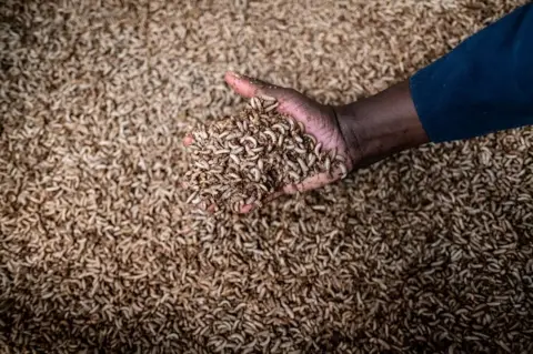 Tommy Trenchard Hand holding fly larvae