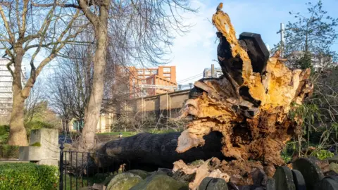 Simon Lamrock The Hardy Tree in Old St. Pancras Churchyard has fallen down