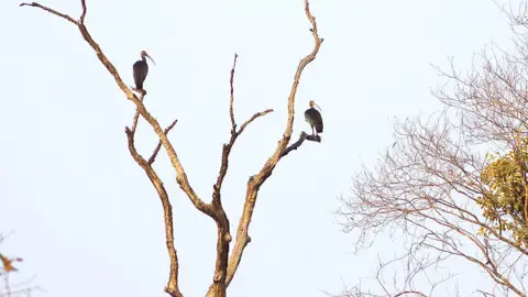 Getty Images Two giant ibis perched in tree