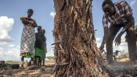 FAO/Sven Torfinn Desert locusts stand on the local vegetation in Ipsolo county of northern Kenya