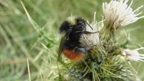 David Williams Bilberry Bumblebee