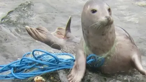 Seal and fishing net