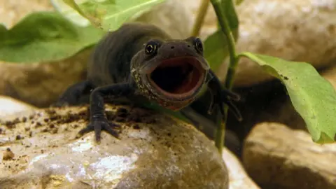 Getty Images Great Crested Newt