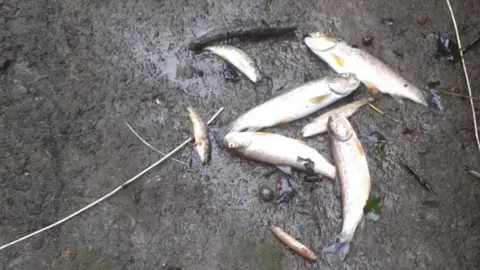 John Hagan dead fish after slurry spill