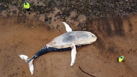 Aerial view of the whale on the beach