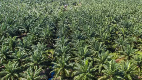 Getty Images Palm oil plantation